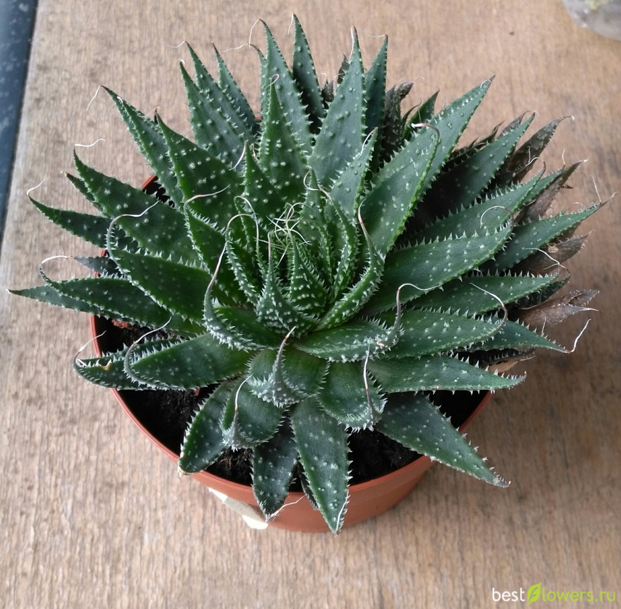 Алоэ аристата Мэджик