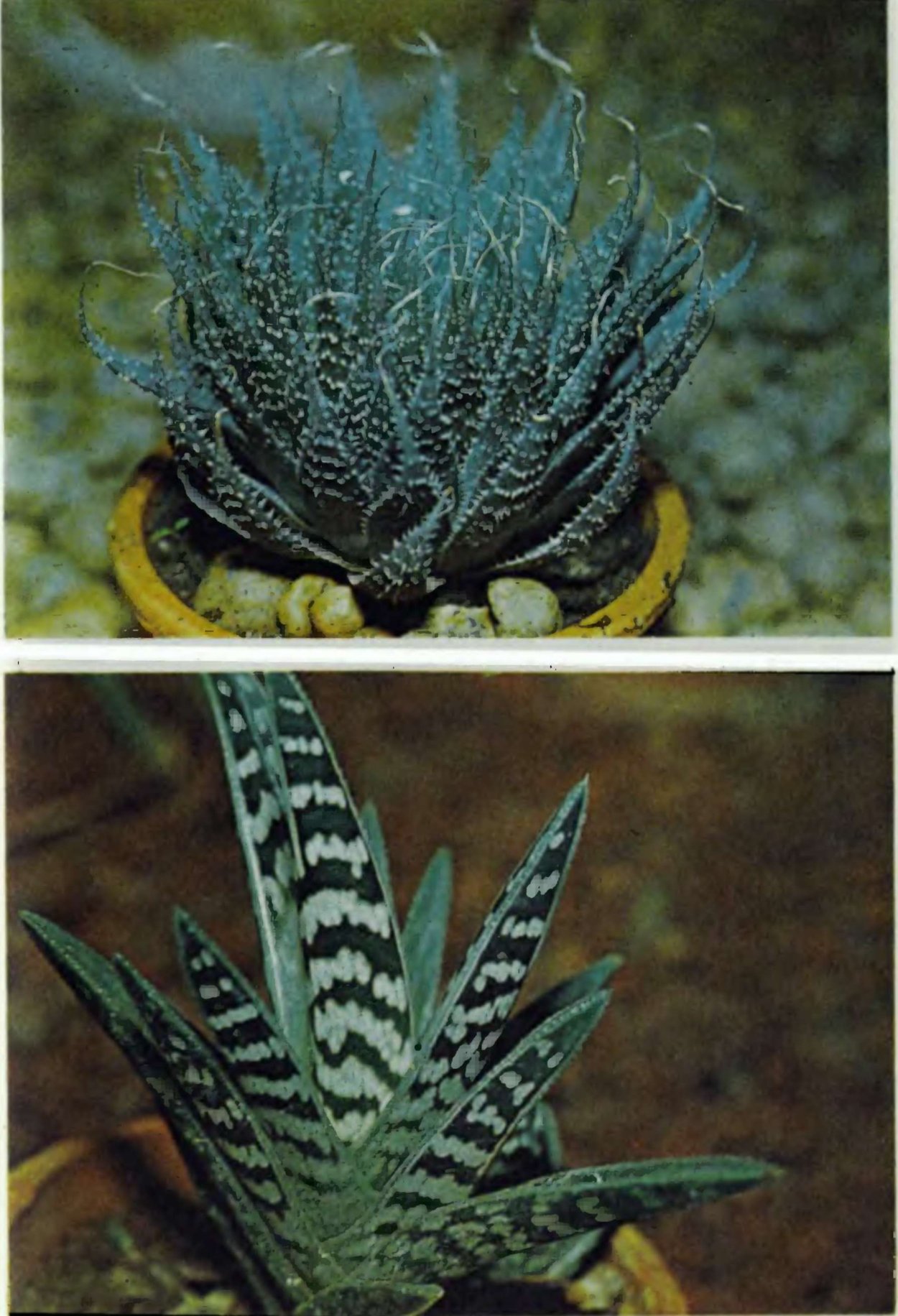 Алоэ остистое хавортия