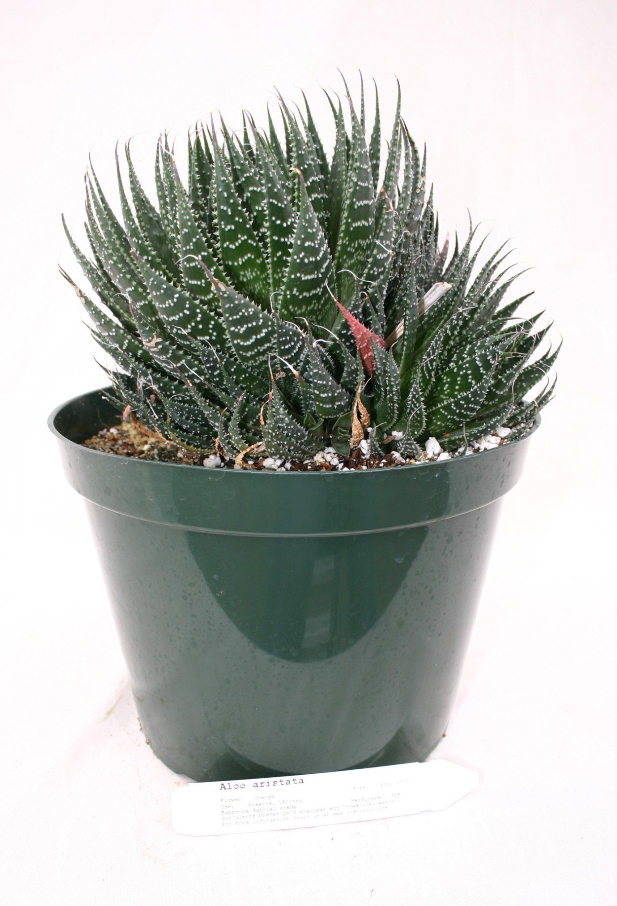 Алоэ остистое хавортия