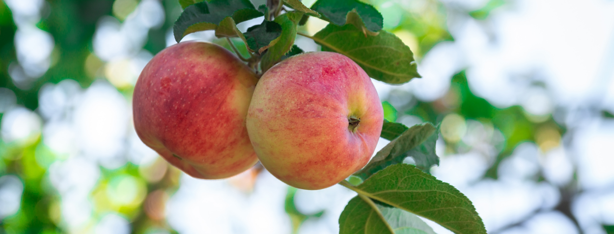 Румяное яблоко