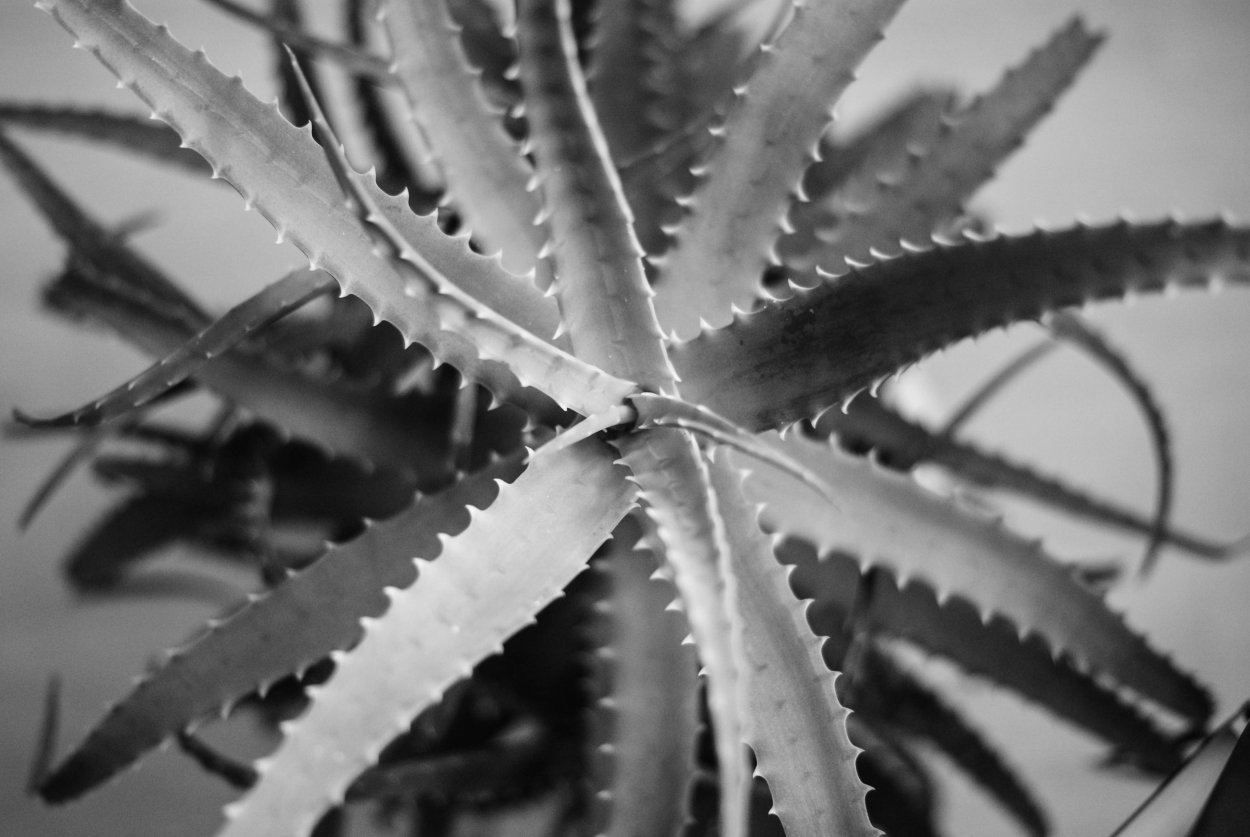 Алоэ черно белое