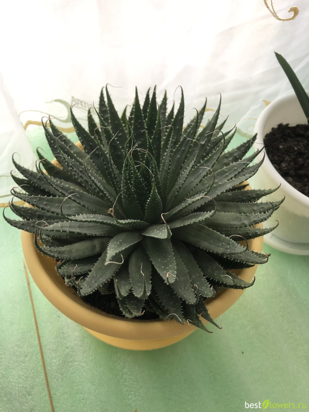 Алоэ остистое аристата