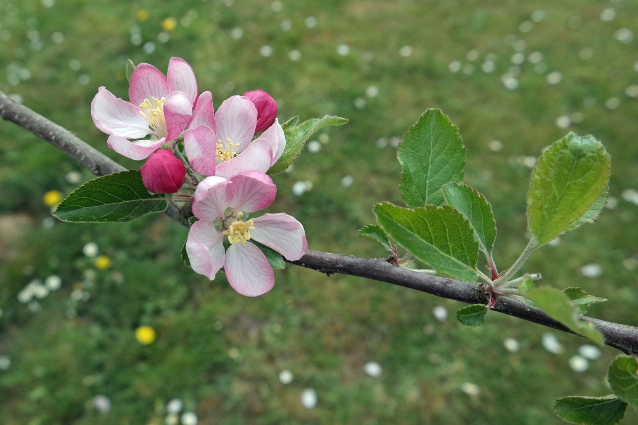 Яблоня домашняя (Malus domestica)