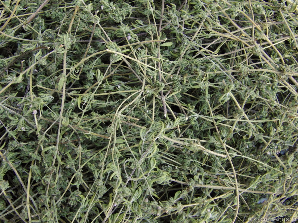 Чабер душистый Цитрон