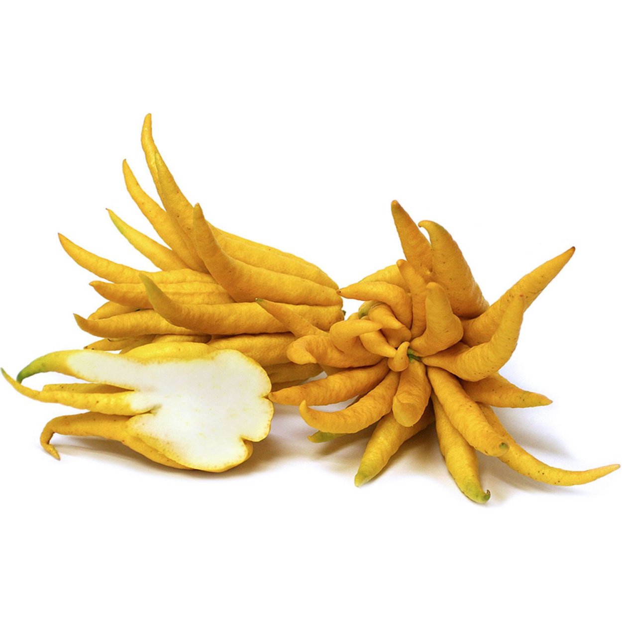 Цитрон пальчатый (Buddha's hand)