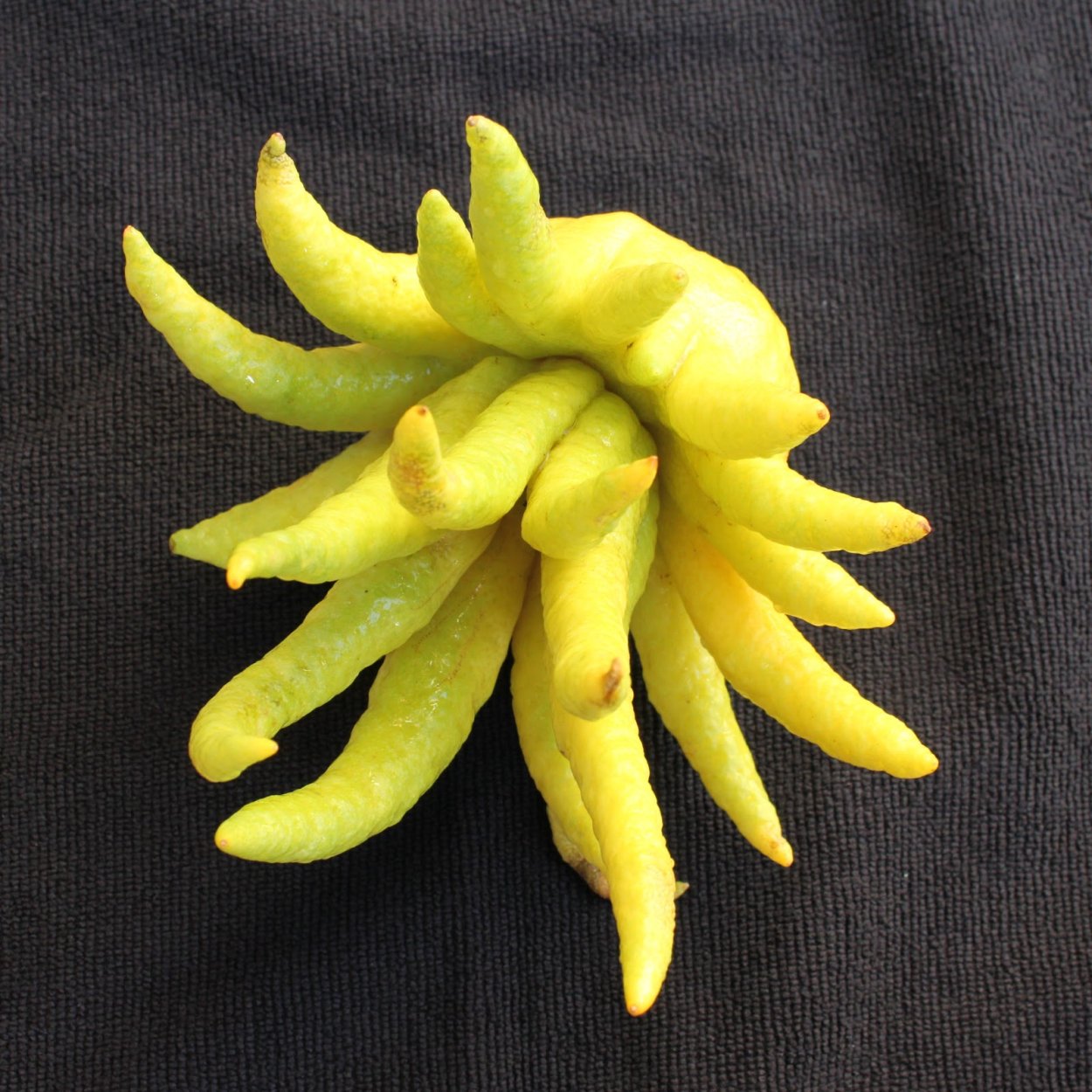 Цитрон пальчатый (Buddha's hand)