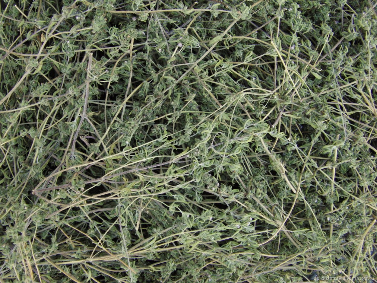 Чабер Цитрон