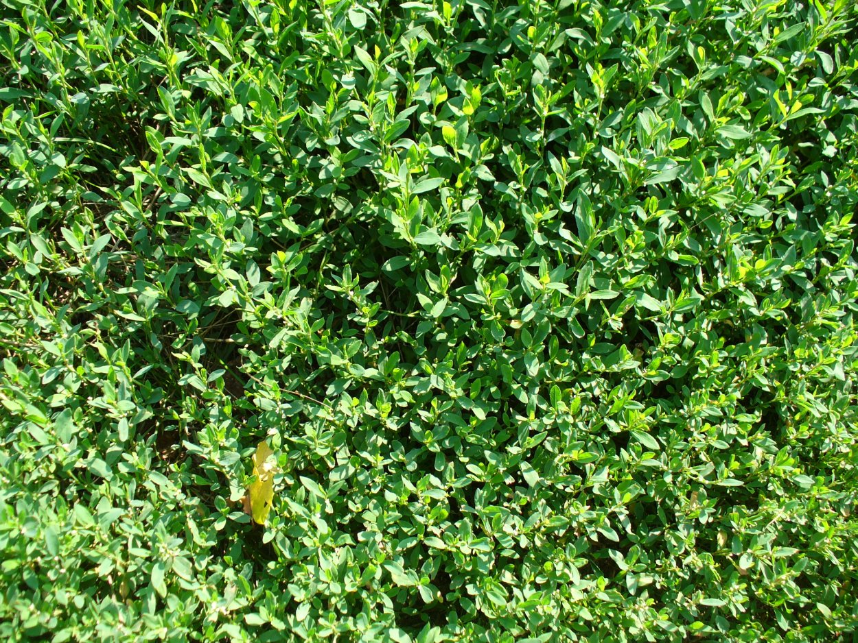 Горец спорыш семена газон