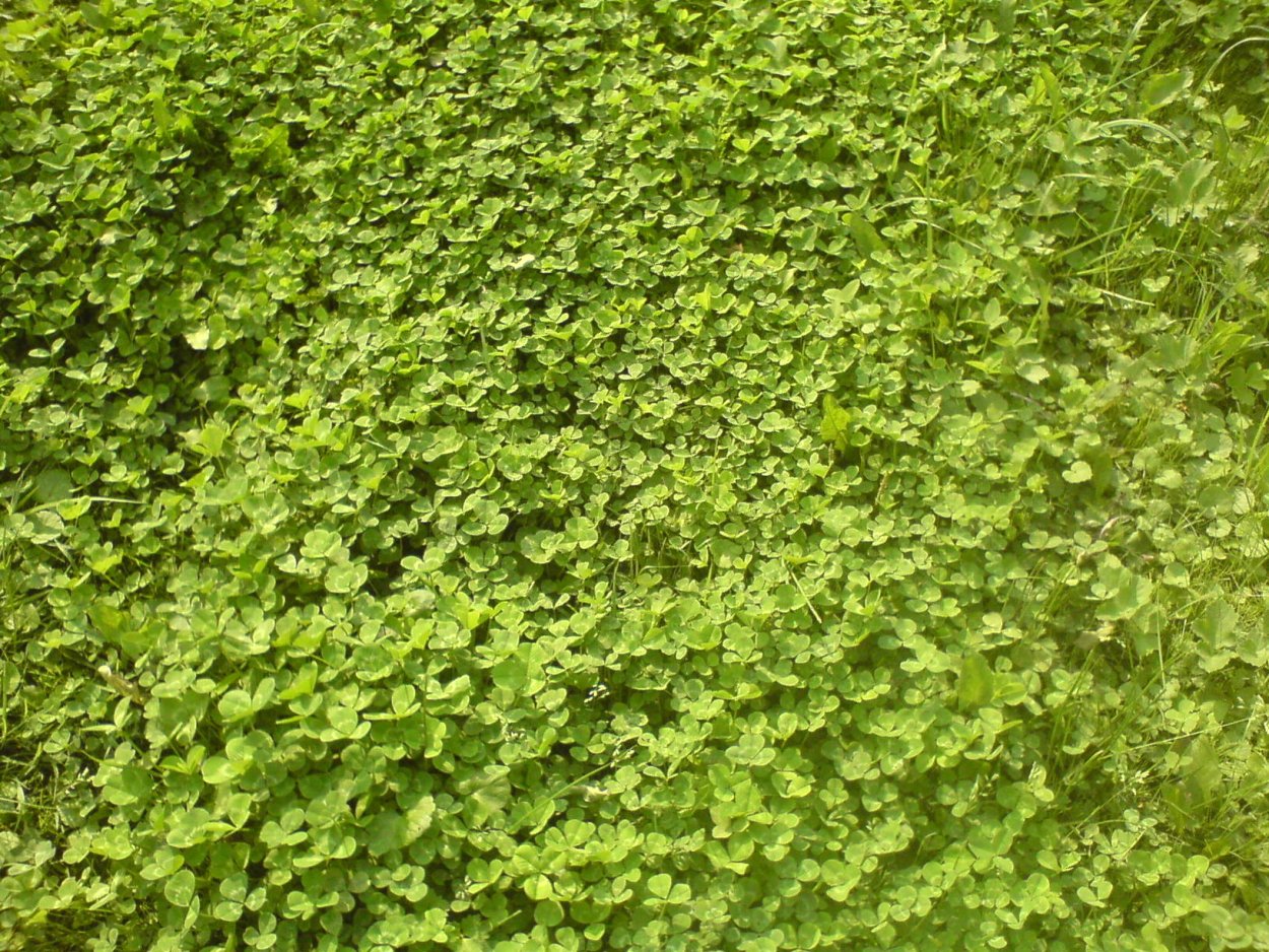 Спорыш трава для газона