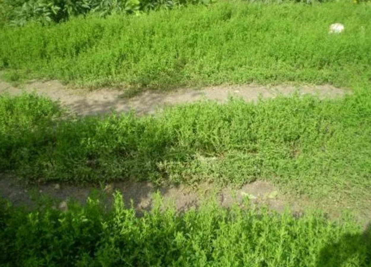 Трава растущая вдоль дороги