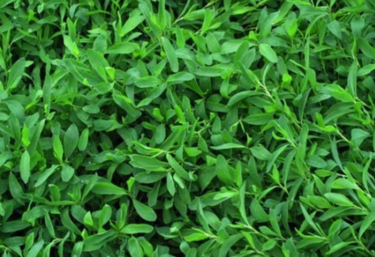 Спорыш (птичий Горец) семена