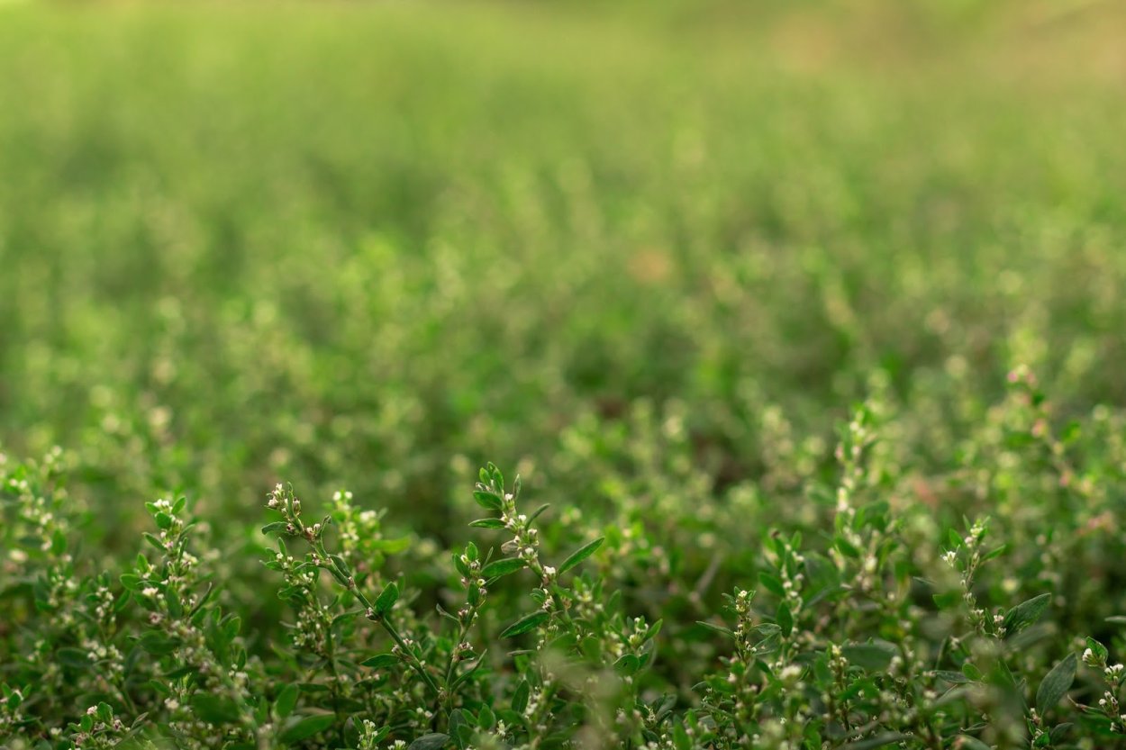 Птичий Горец на тропинках