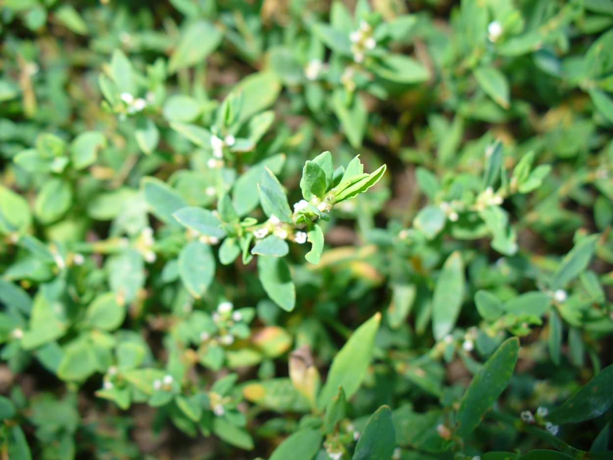 Горец птичий Красногор