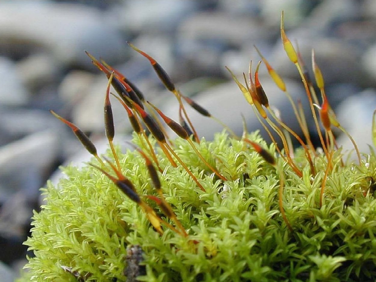 Warnstorfia Fluitans