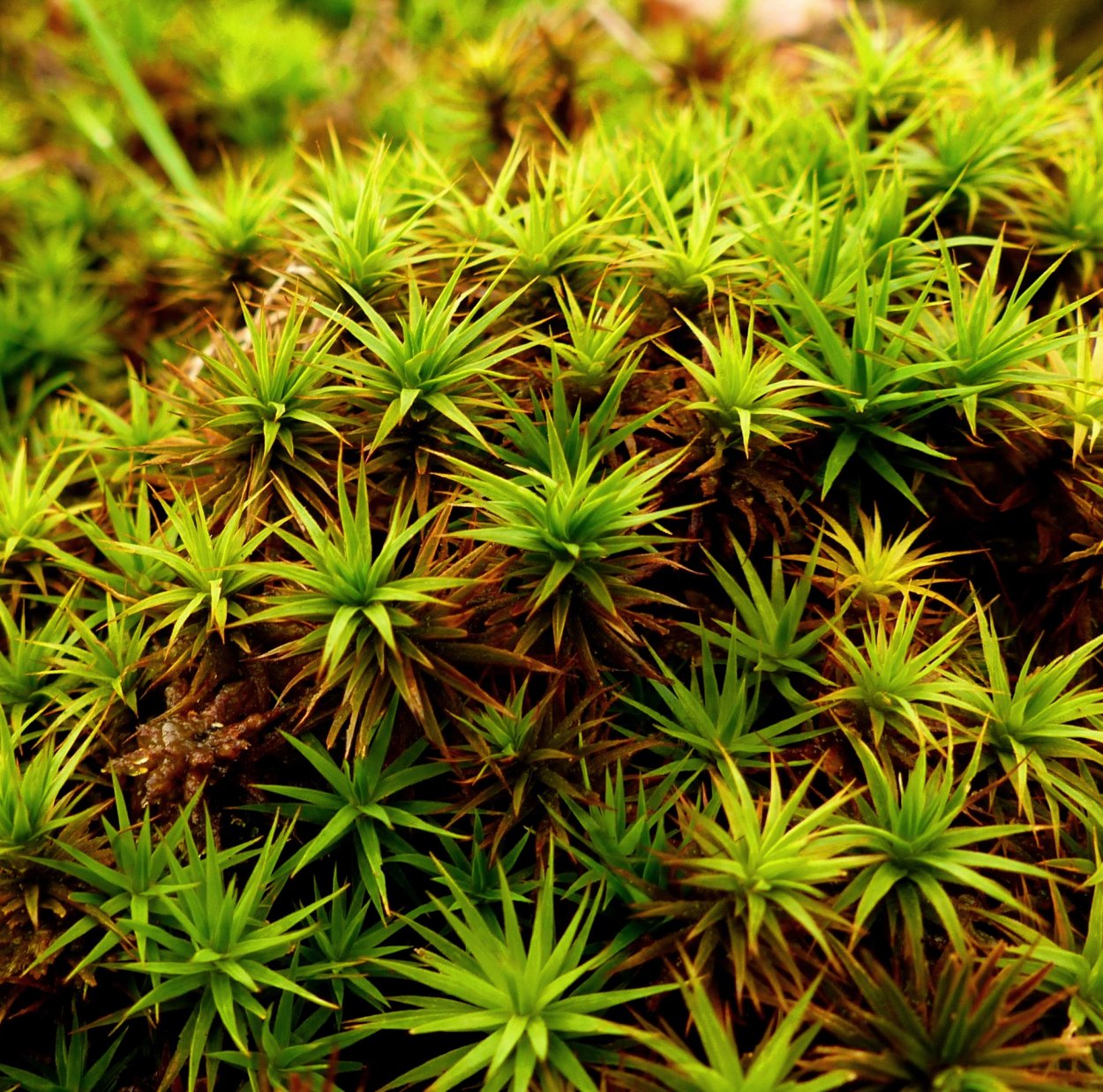 Бриевый мох