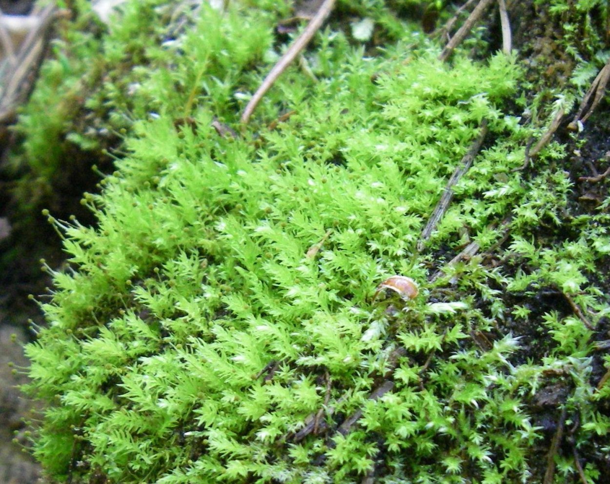 Святовский мох