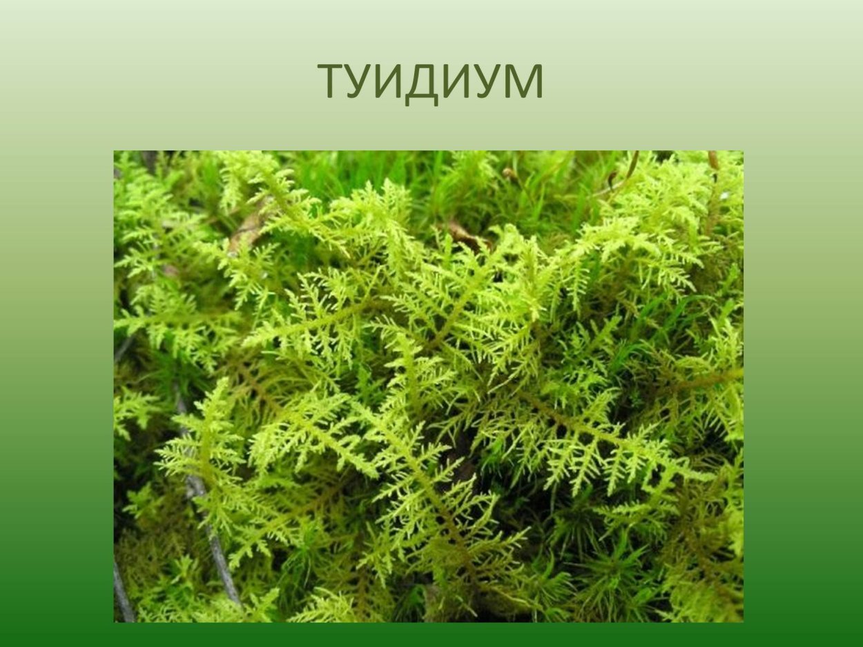 Мох туидиум