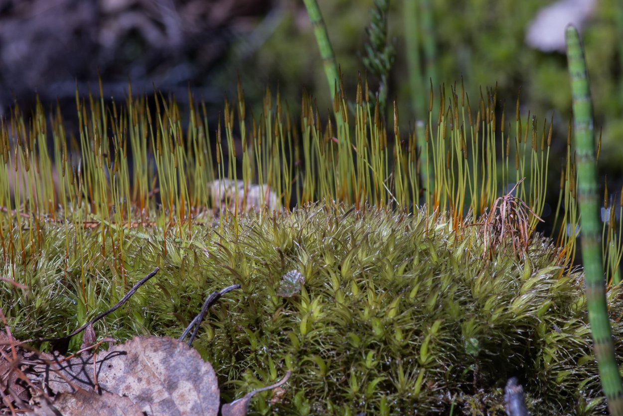 Моховидные листостебельные