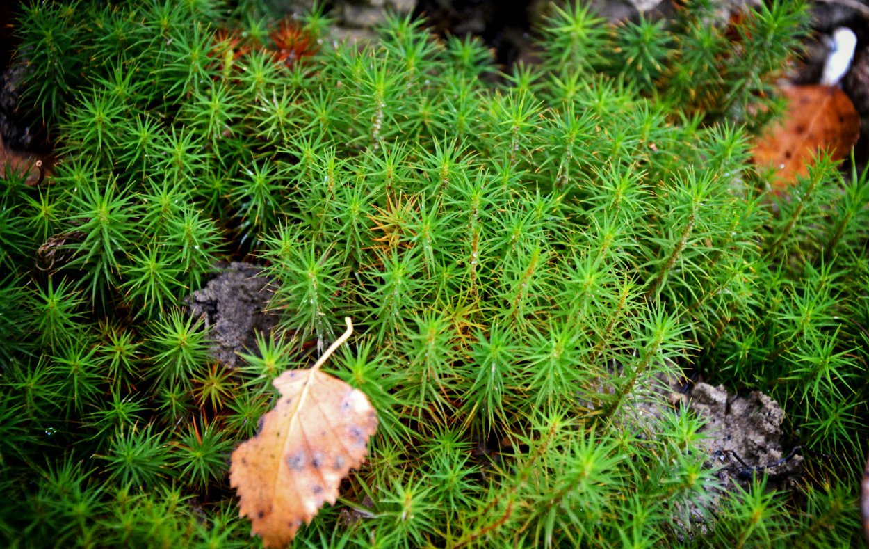 Сфагнум листостебельный