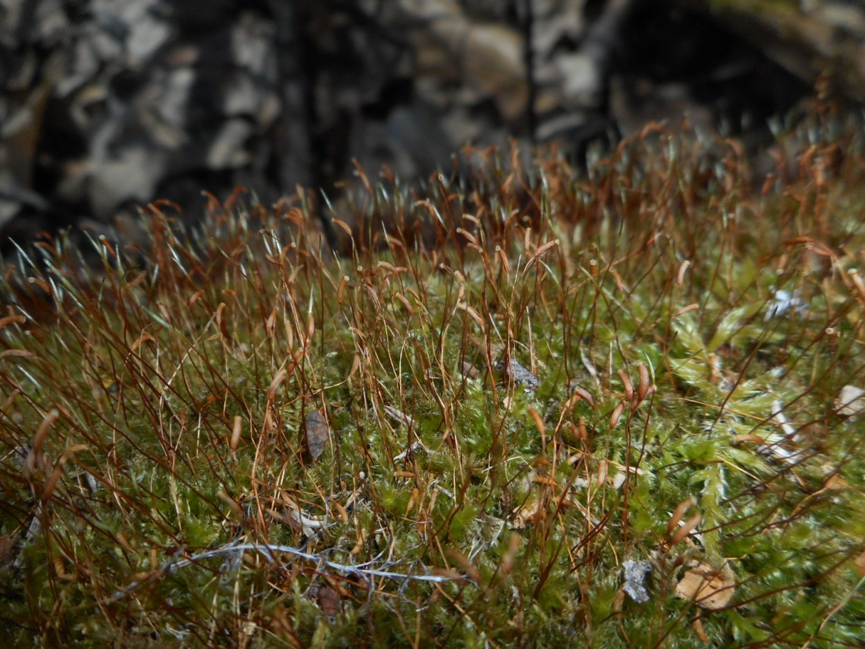 Аулакомниум обоеполый (Aulacomnium androgynum),