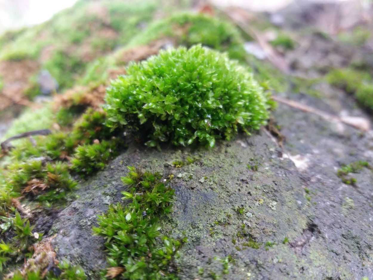 Листостебельные мхи сфагнум