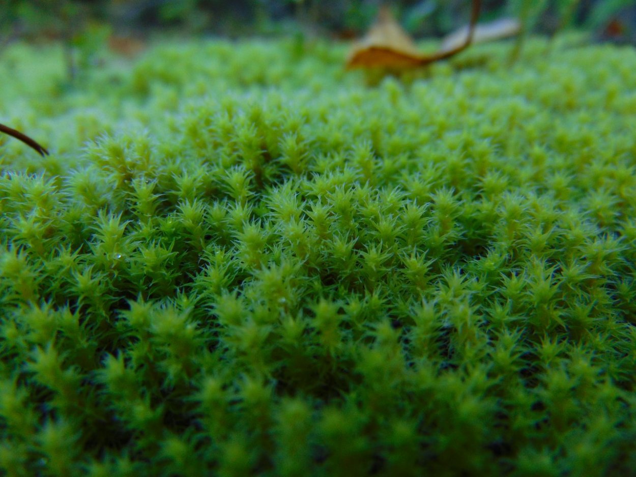 Мох Катаринея