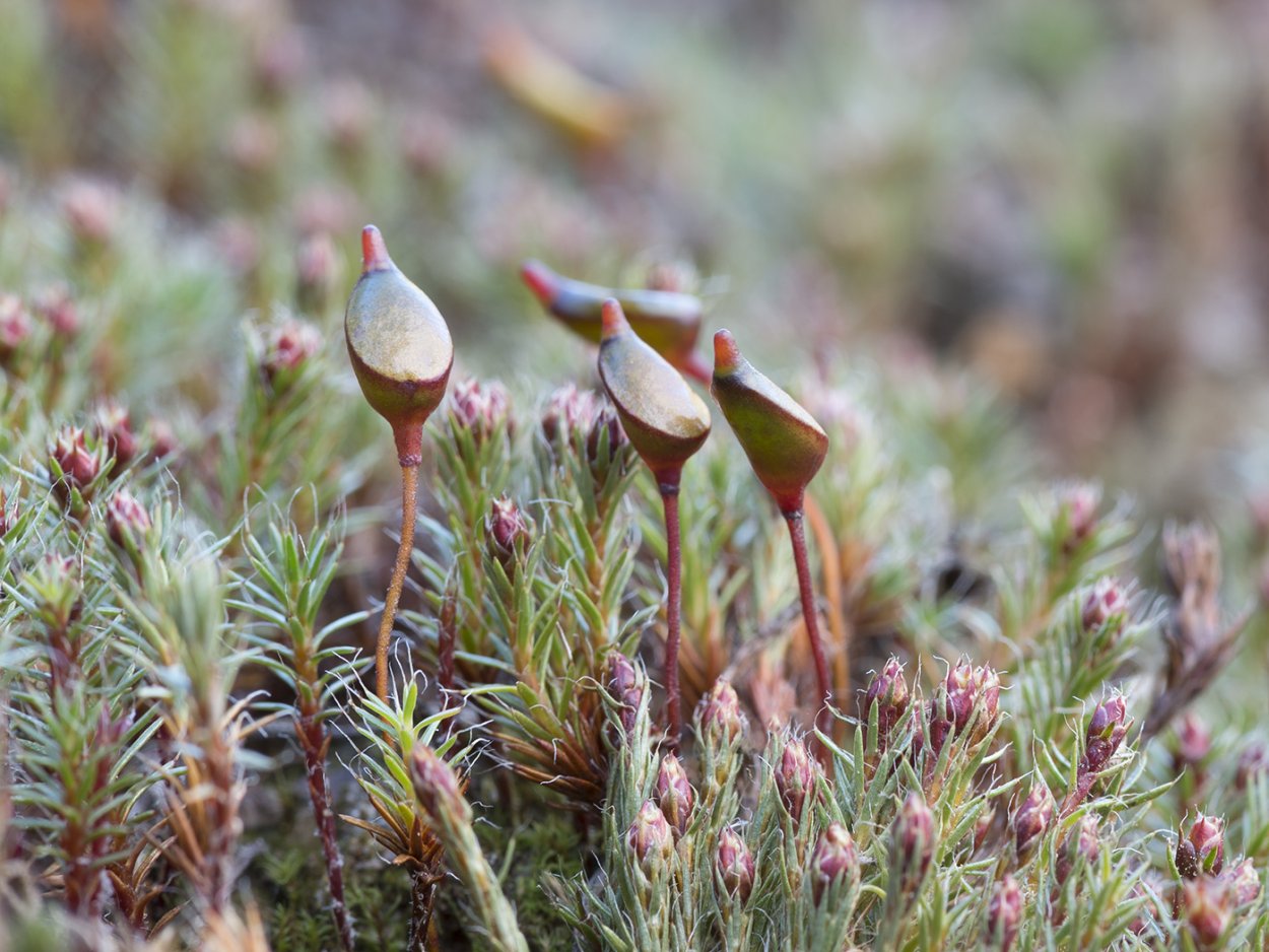 Мох буксба́умия безли́стная