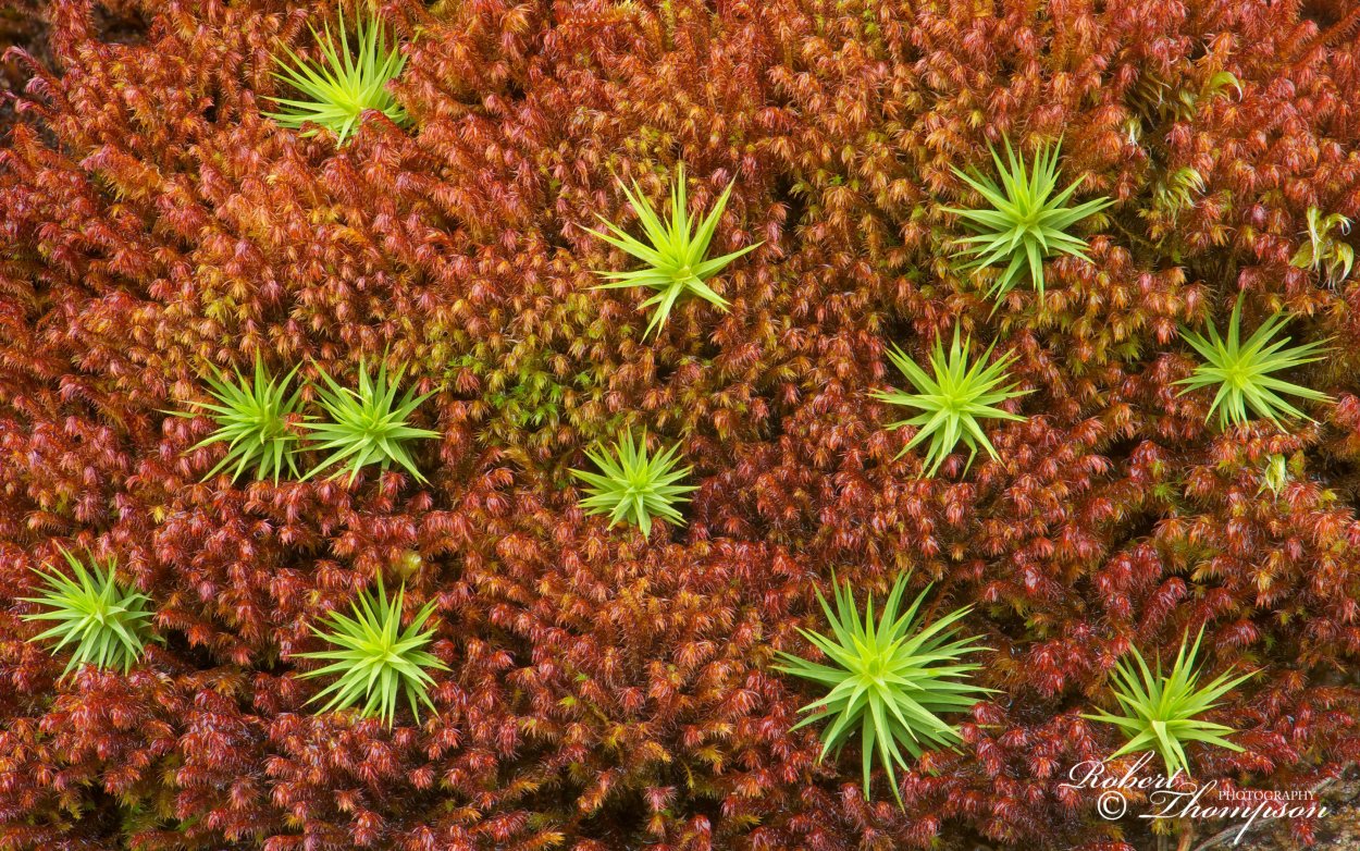 Sphagnum nemoreum