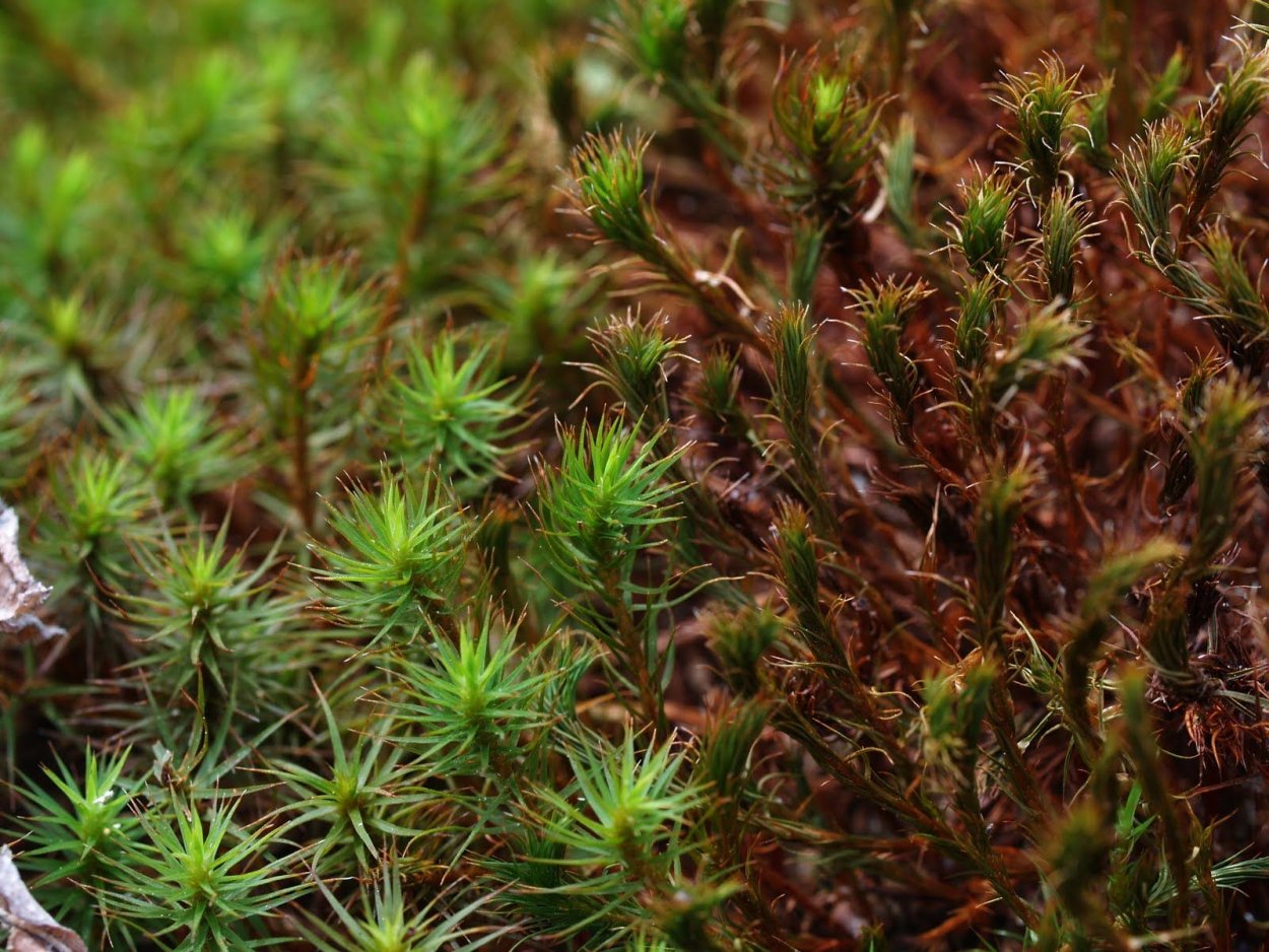 Сфагнум Гиргензона