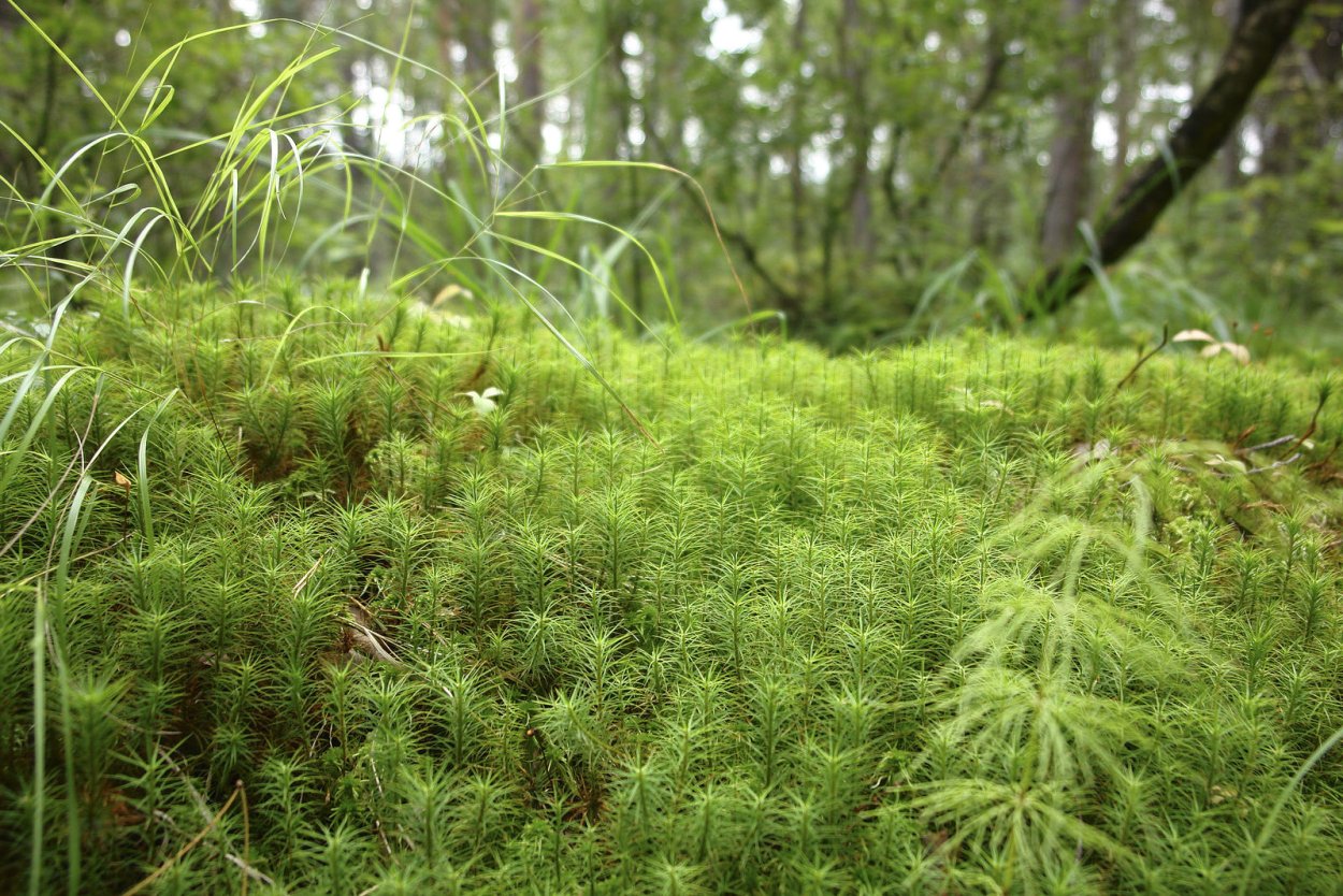 Листостебельные мхи