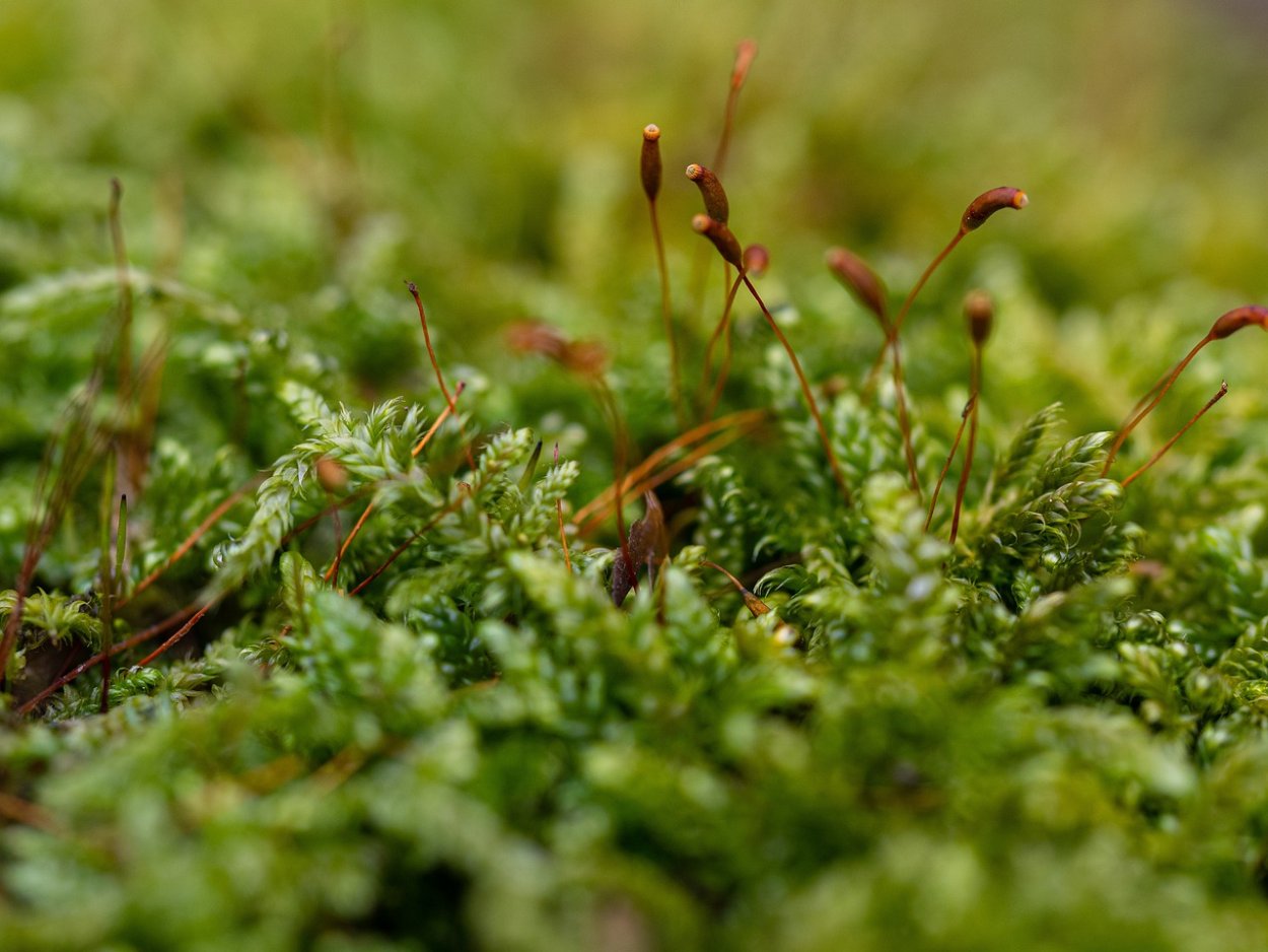 Мох гипнум