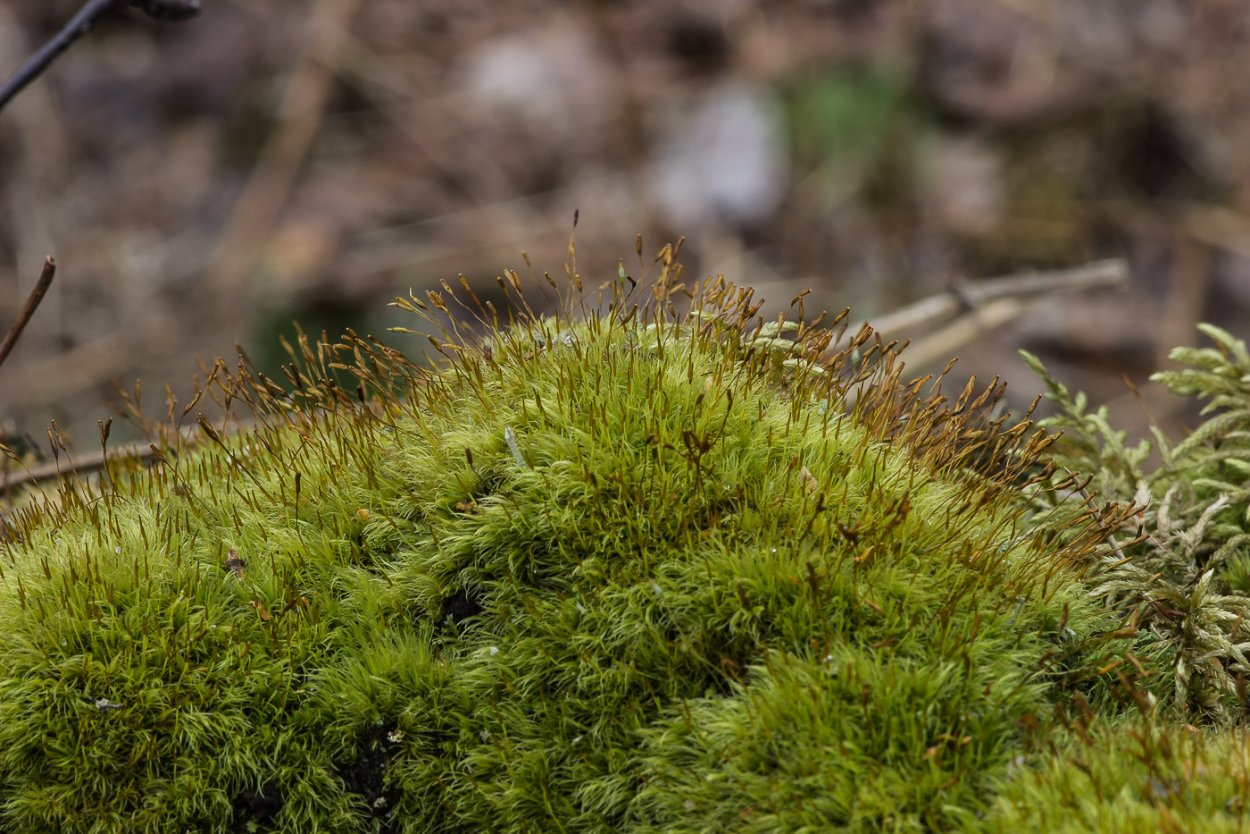 Листостебельные Бриевые мхи