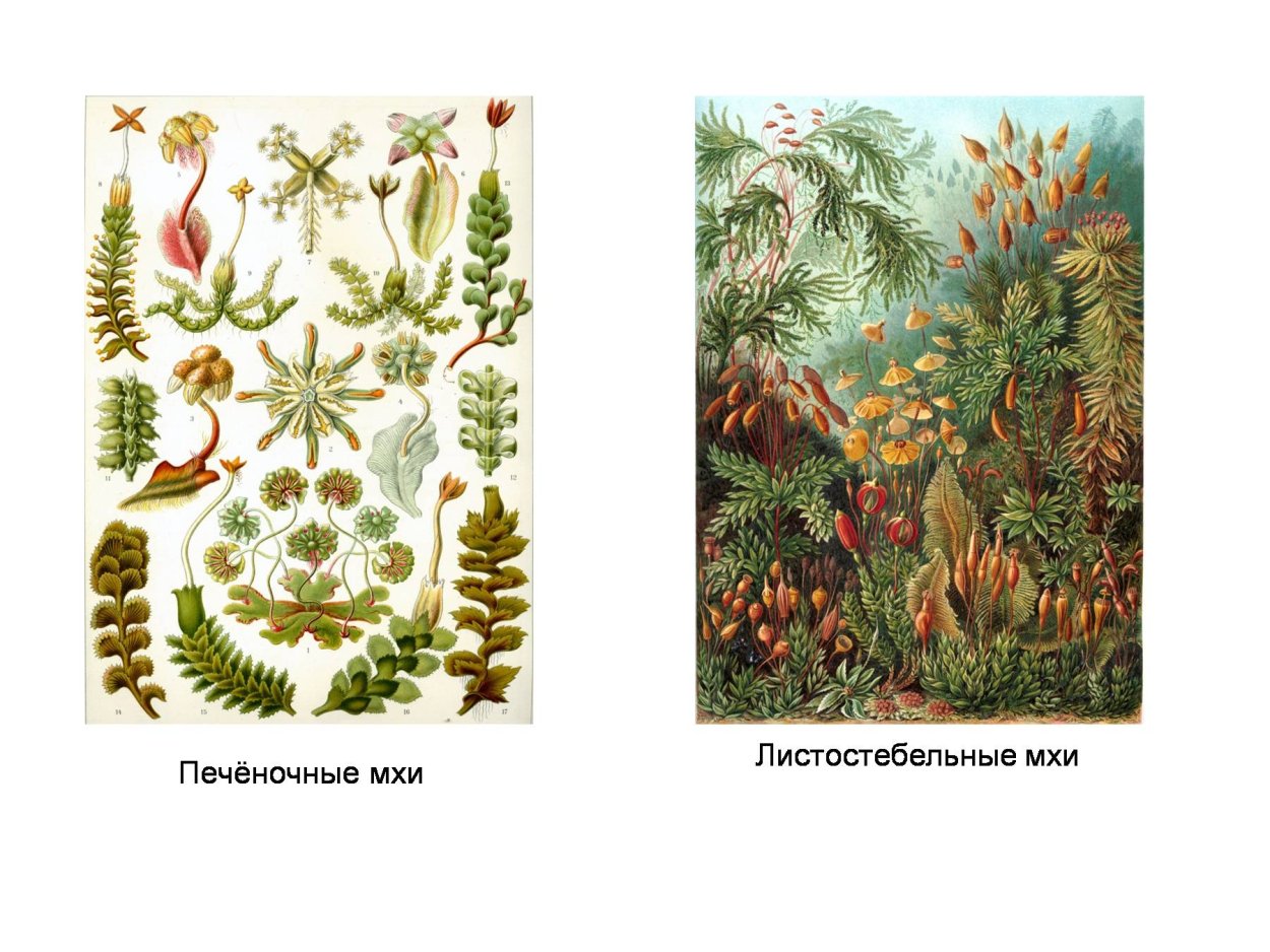 Однодольные, листостебельные мхи, папоротниковые, Плауновые.