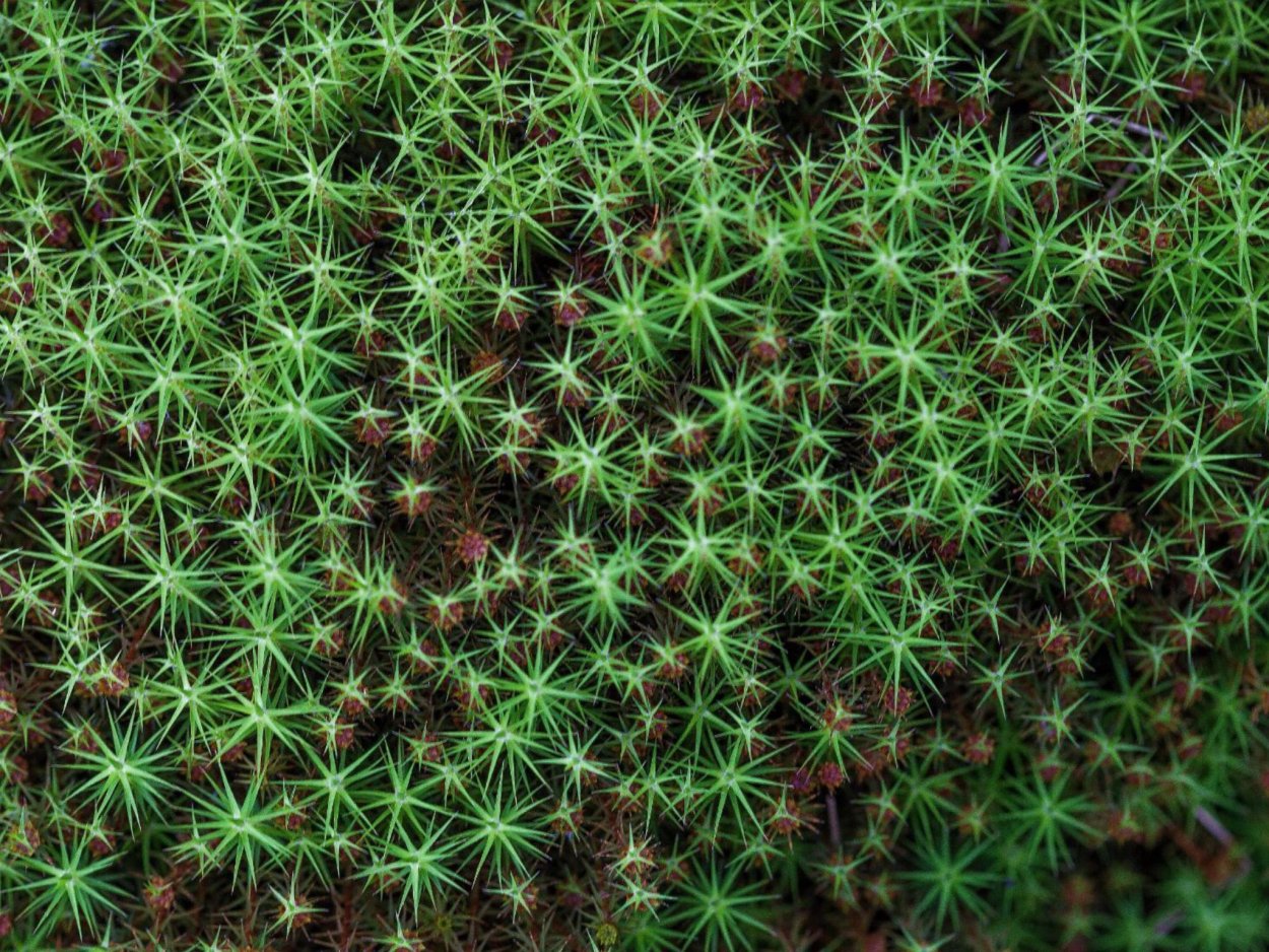 Сфагнум Варнсдорфа