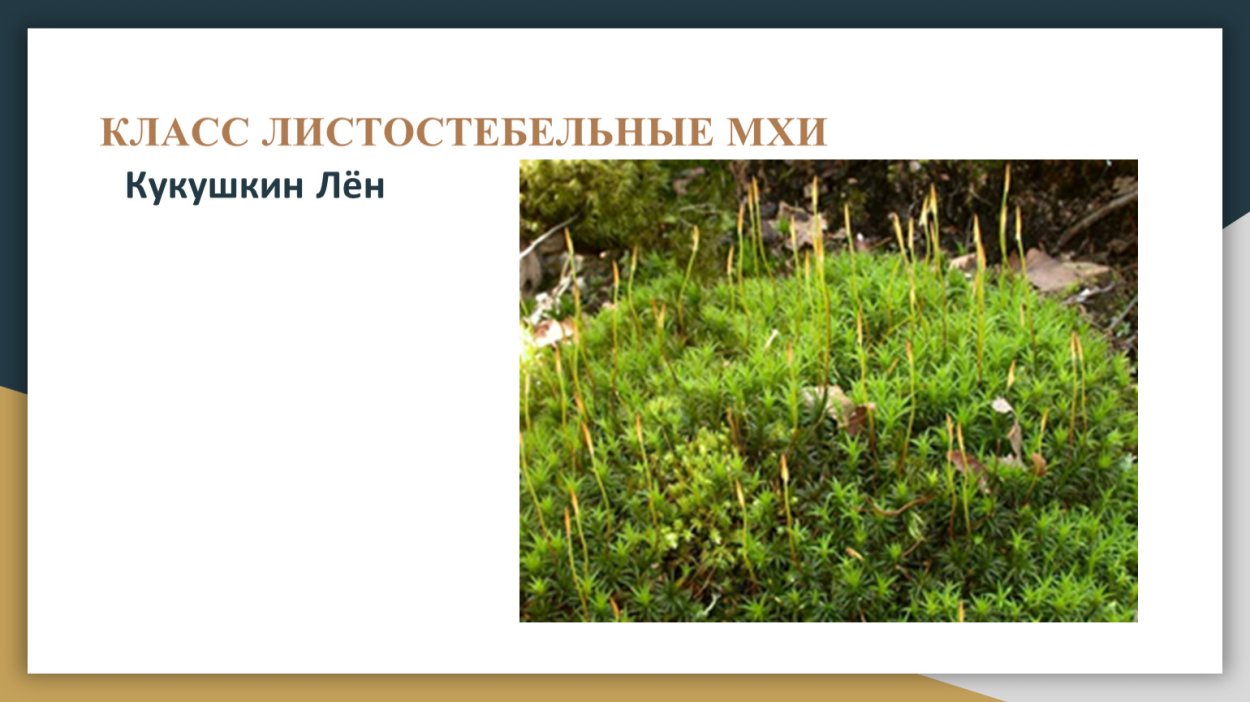 Мхи 5 класс биология листостебельные мхи Кукушкин