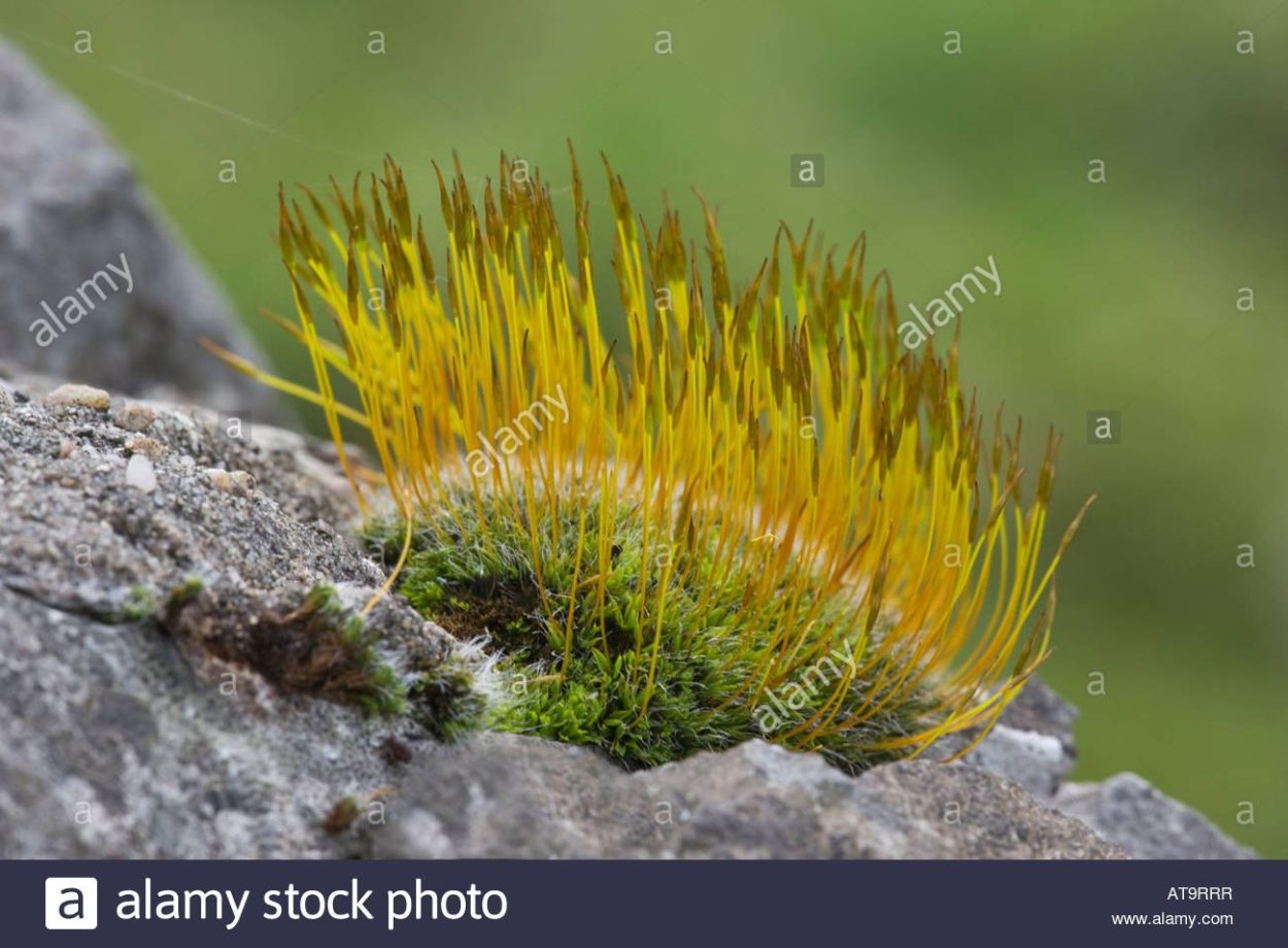 Тортула мох