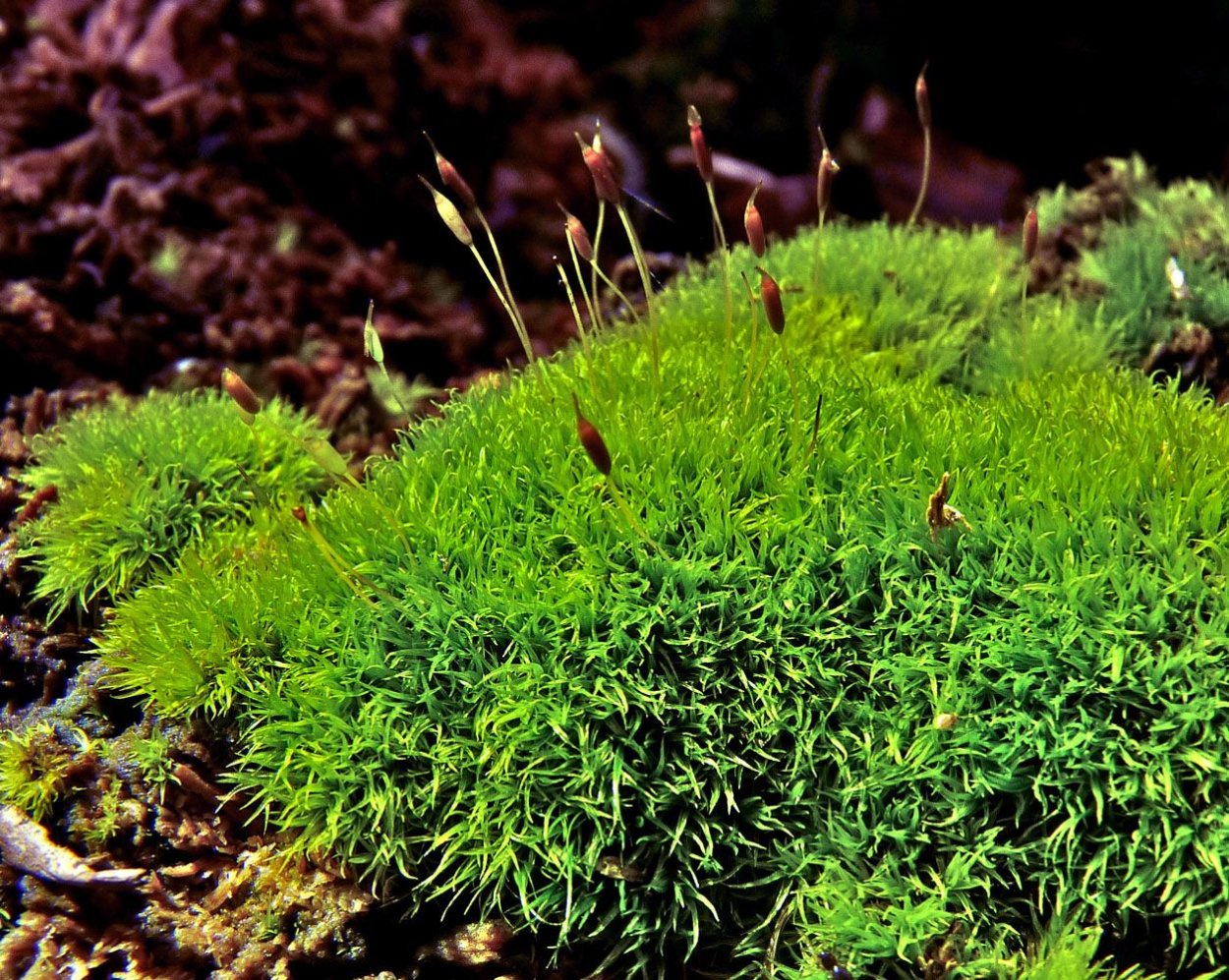 Моховидные листостебельные