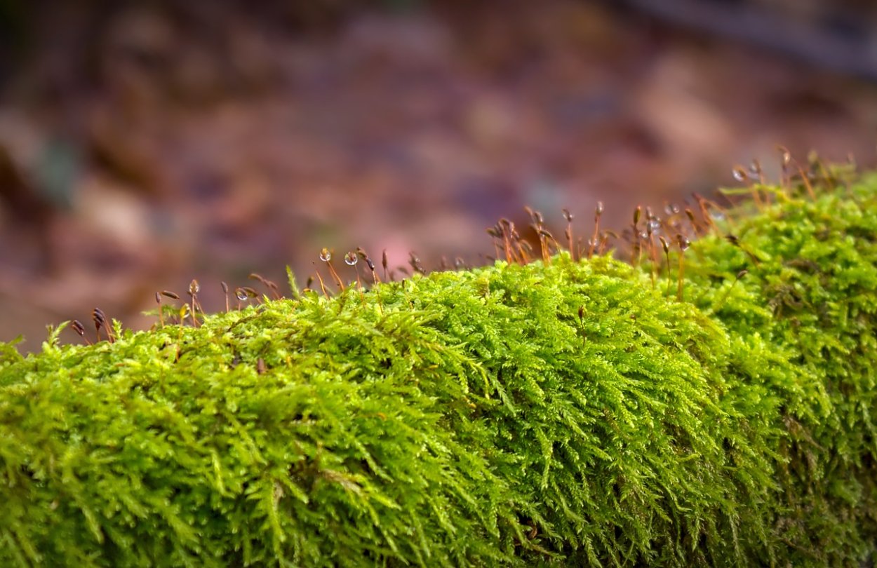 Итальянский мох