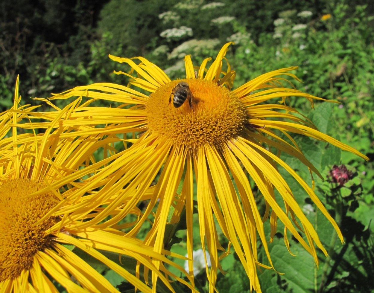 Девясил высокий (Inula Helenium l.)