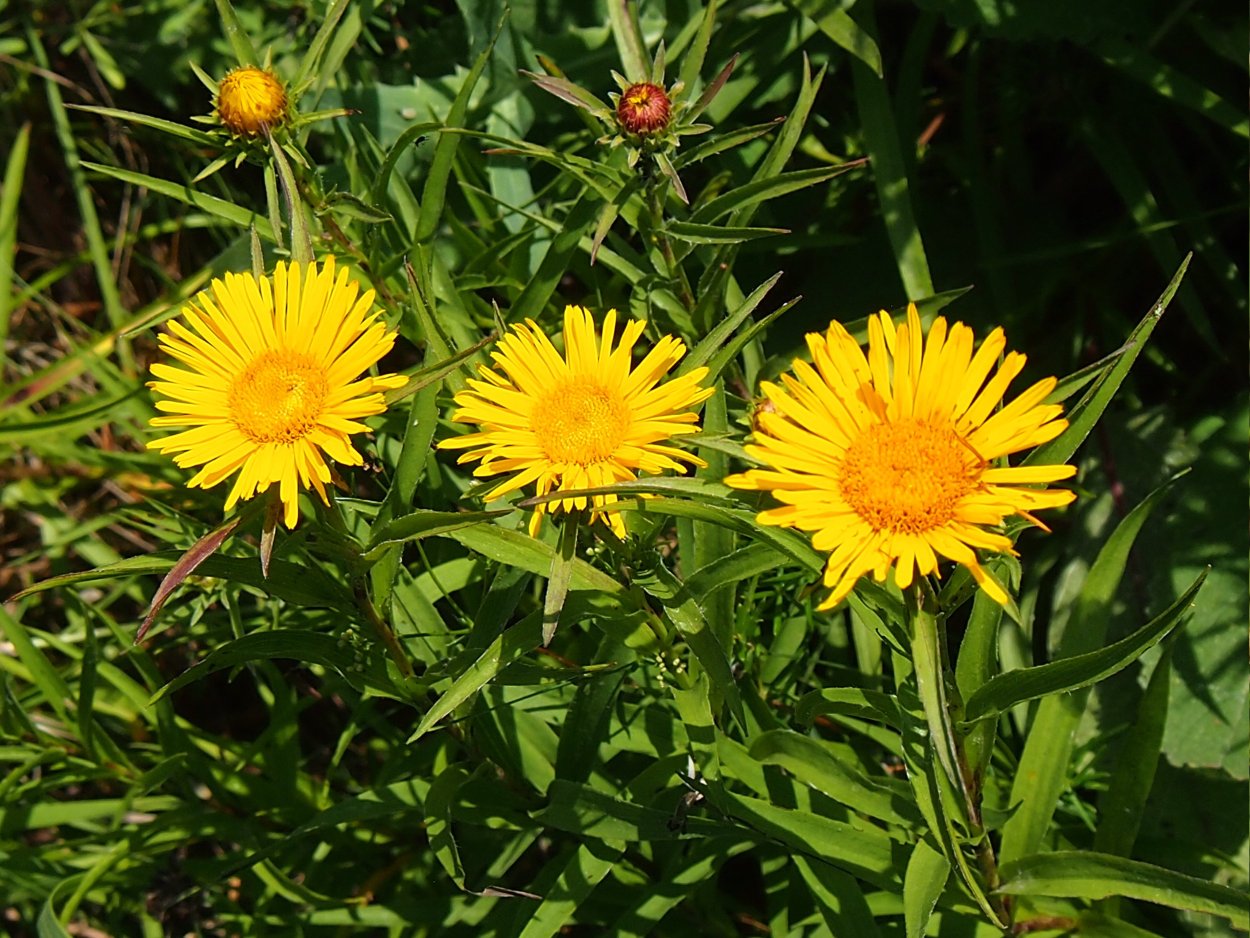 Девясил мечелистный