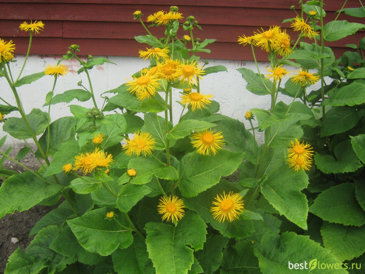 Девясил великолепный