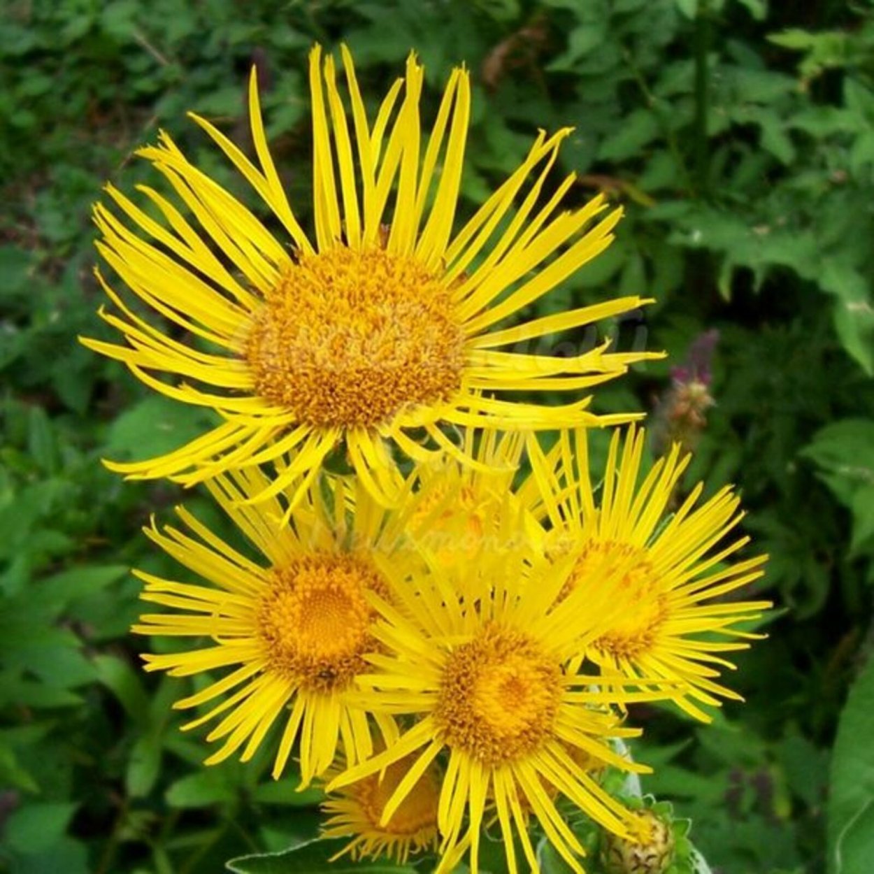 Девясил Inula Helenium