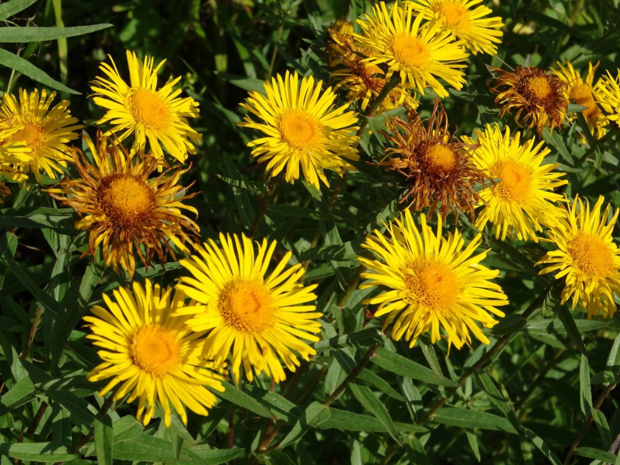 Inula salicina девяси́л иволи́стный