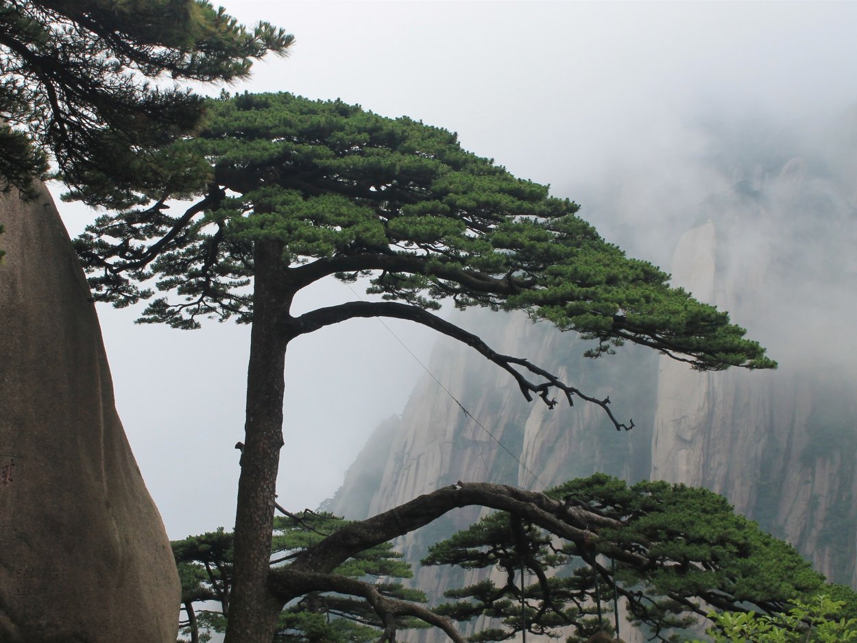 Хуаншань Китай сосны