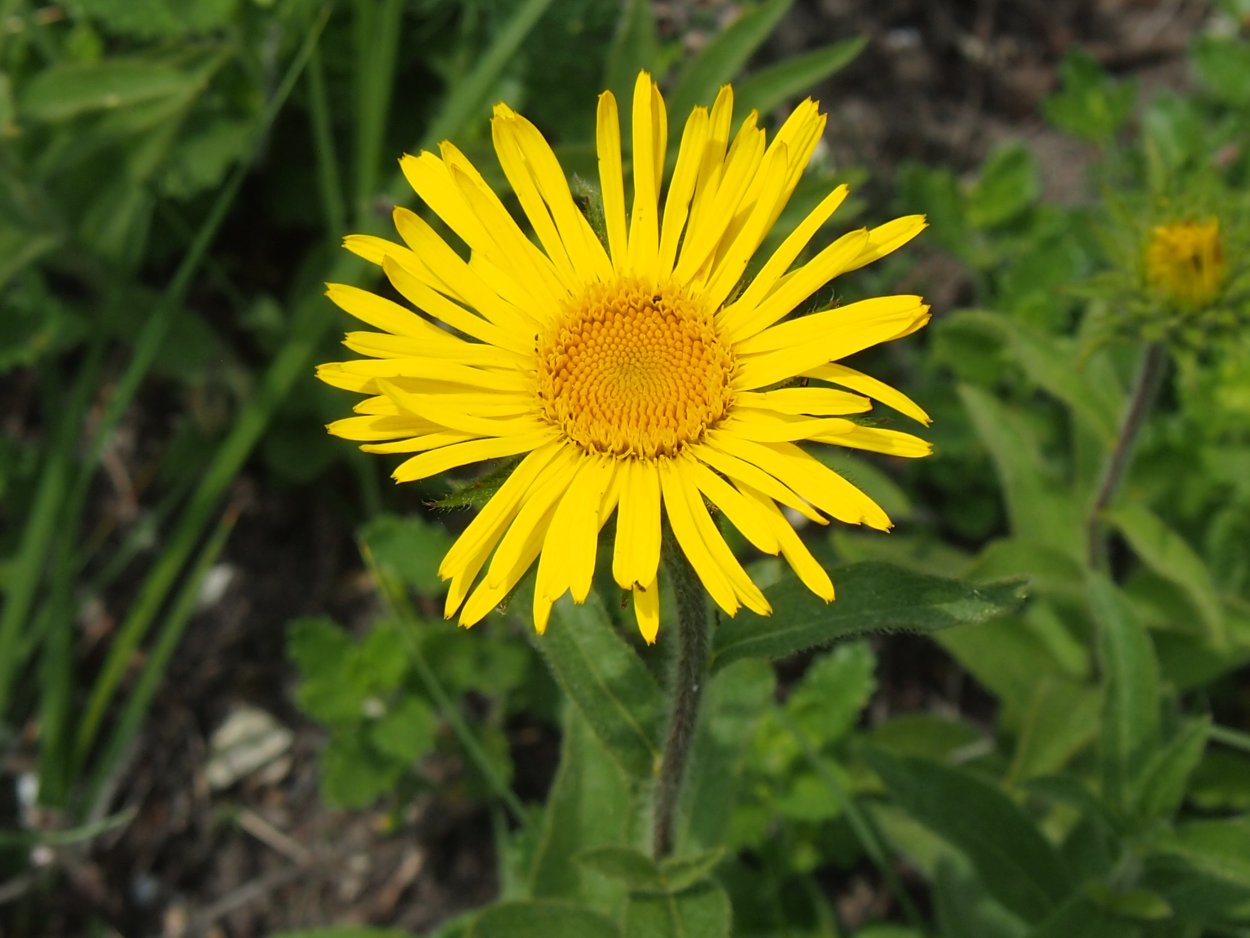 Девясил Алтей