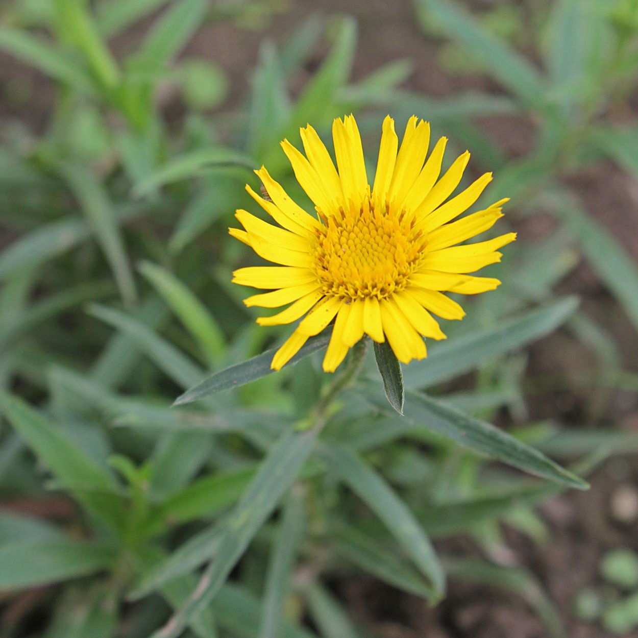 Inula ensifolia – девясил