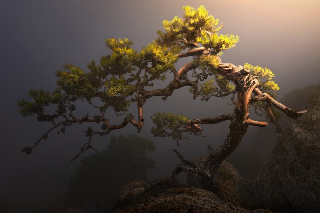 Анчар дерево смерти