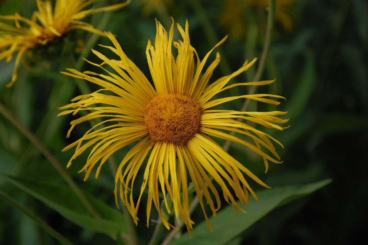 Девясил Inula Helenium