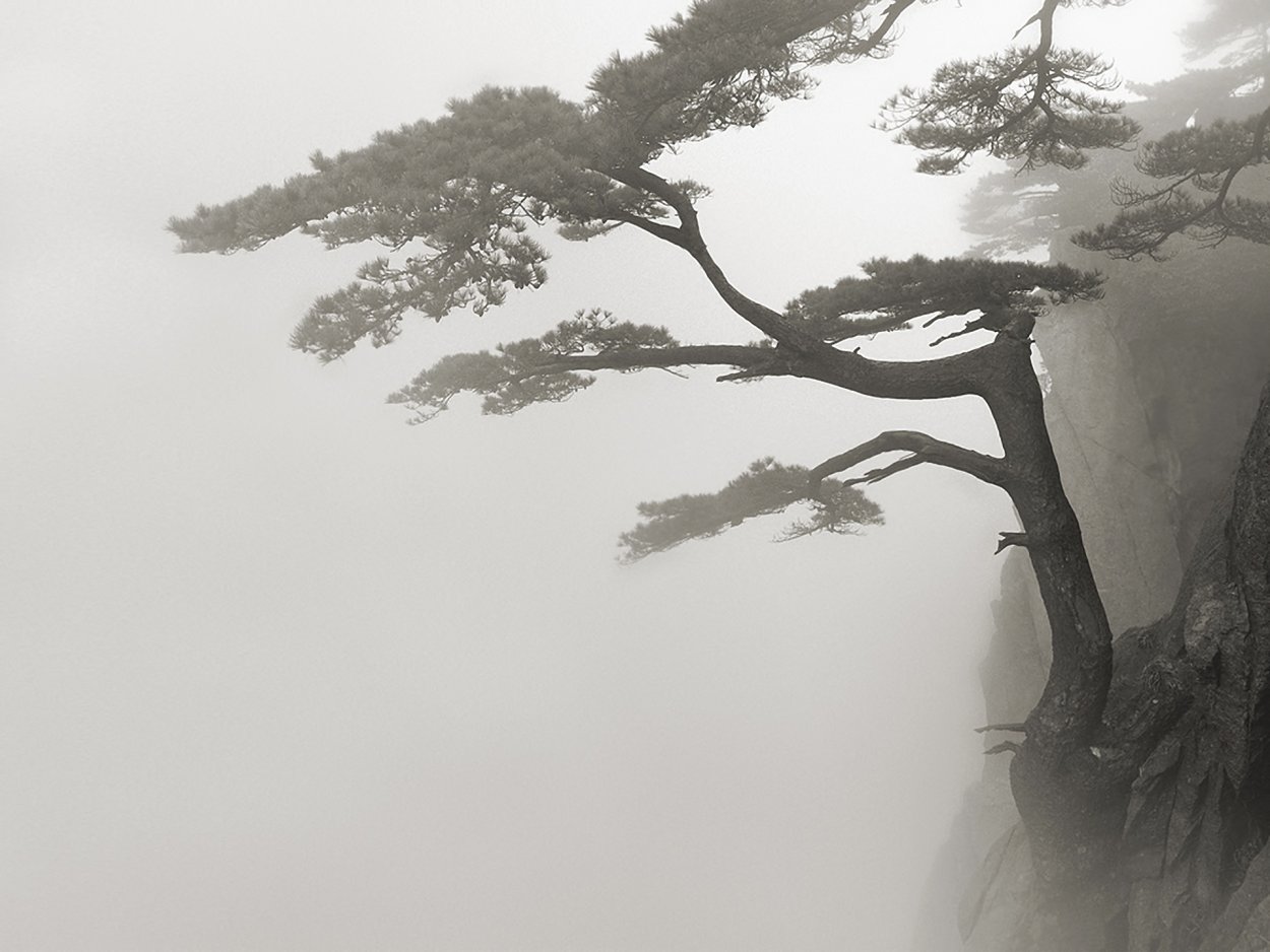 Шишкин сосна на скале