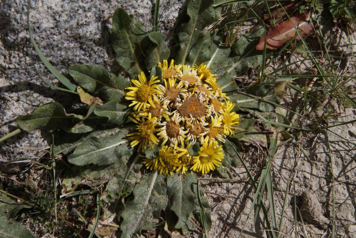 Inula Rhizocephala